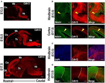 Cadherin-13 Deficiency Increases Dorsal Raphe 5-HT Neuron Density and Prefrontal Cortex Innervation in the Mouse Brain